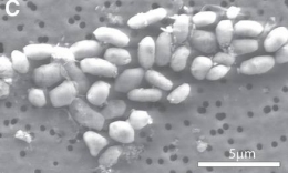 bacterie-arsenic.jpg