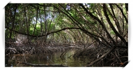 outremer_mangrove.jpg