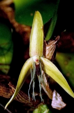 plantes,faune,orchidées,insectes,concours,biodiversité,écologie