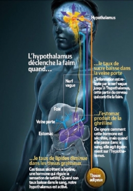 alimentation,faim,santé,cerveau,glucose,lipides,biologie,senteurs