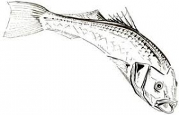 santé,pêche,poissons,pollution,mer,océans,alimentation