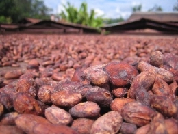 cacao-feves_a_secher.jpg