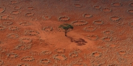termites,afrique,écosystème,biologie,sciences