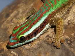 especes-lareunion.jpg
