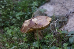 champignon