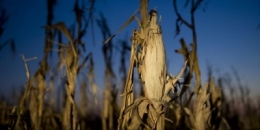 onu,alimentation,céréales,population,biocarburants,nourriture