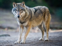 loups,biodiversité,alpages,espagne,italie,montagne,élevage,france,chasse,écosystème,brebis
