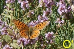 papillon-argus.jpg