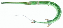 pêche, pêcher, mer, méditerranée, poissons, biologie