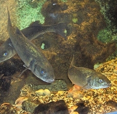 bar-Dicentrarchus_labrax.jpg