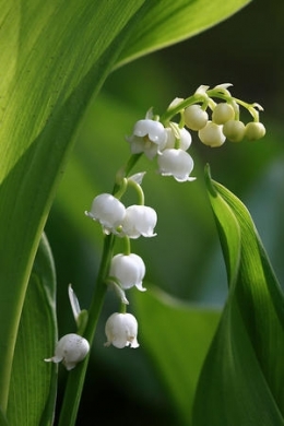 muguet-13-clochettes.jpg