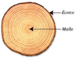 climat, changements climatiques, histoire, sciences,été,arbres, foret
