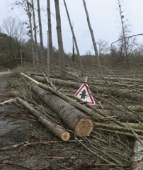 bois-tempete.jpg
