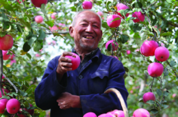 pesticides,santé,chine,pommes,pommier,environnement,pollution