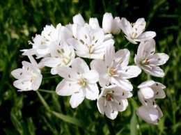 ail,goût,goût gastronomie,consommation,archéologie,plante,agriculture