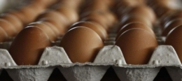 oeufs,poulet,alimentation biologique,bio,consommation,consommer autrement,céréales,agronomie