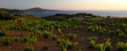 réserve marine,banyuls,poisson,écosystème,pyrénées orientales,requin,crustacés,méditerranée