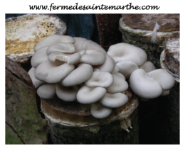 champignon,jardin,bois,automne,durable,semences,cuisine