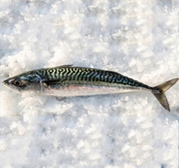 maquereau,poissons,pêche,méditerranée,juin