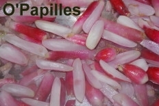 radis-fanes-pennes02.jpg