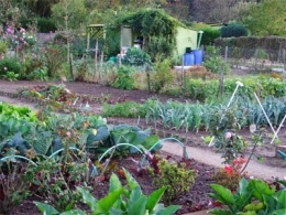 pollution,légumes,potagers,écologie,santé