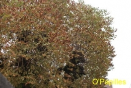 marronnier04.jpg