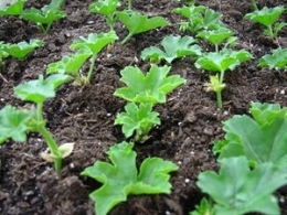 jardiner,jardin,bouturage,geranium,plantes