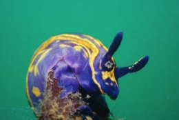 expo-conservatoire-littoral.jpg