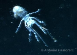 acidification-cancun1.jpg