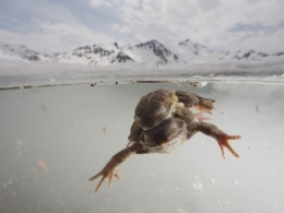 photo,photographie,photos,concours photographique,nature,montagne,alpes