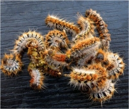 insectes,foret,pin,bordeaux,arbres,oiseaux,inra