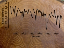 arbres,bois, réchauffement climatique,changements climatiques,climat