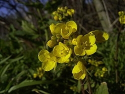 fanes-navets01.jpg