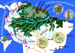 foret,déforestation,pluie,eau,sciences,écologie