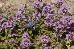 papillon-bleu.jpg