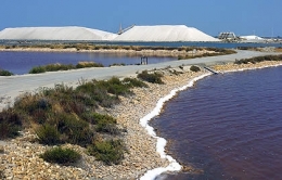 algues,énergies,biocarburants,co2,gaz à effets de serre