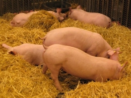 alimentation,alimentation biologique,élevage,santé,médecine,bactéries