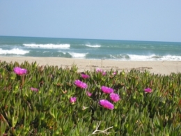 plante,plantes invasives,écologie,biodiversité,