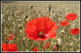 sciences,flore,botanique,éducation,gironde