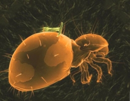 montagne,allergie,médecine,santé,air