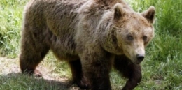 ours,pyrénées,espagne,sciences