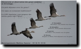 grues-lpo-hiver2011.jpg