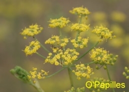 fenouil03.jpg