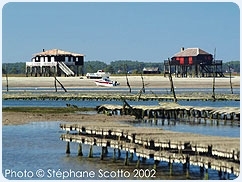 arcachon,oiseaux,tourisme,aquitaine,gironde
