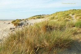 mer,océan,plage,dune,écologie,environnement,plantes