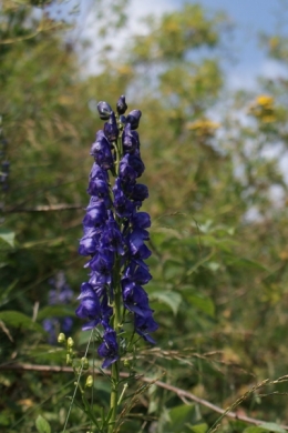 plante,flore,montagne,fleurs,santé,médecine