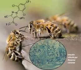 abeilles,apiculture,environnement,biodiversité,cnrs,inra