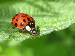 coccinelle-asiatique.jpg