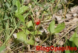 fraises-bois.jpg