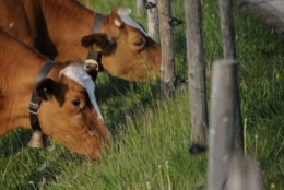 agriculture,paysan,météo,sécheresse